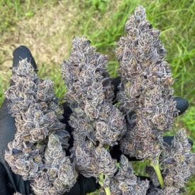 inhouse genetics - Bananacane