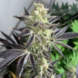 inhouse genetics - Bananium
