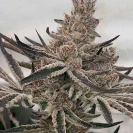 Inhouse Genetics - Deluxe Sugar Cane