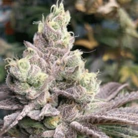 inhouse genetics - dream candy