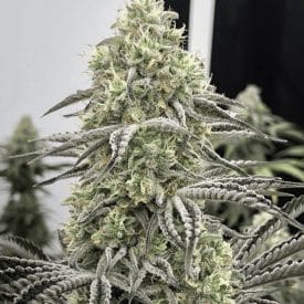 inhouse genetics - dry ice