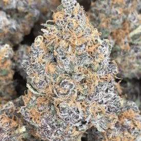 inhouse genetics - forbidden jelly