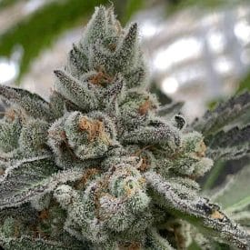 INHOUSE GENETICS - FROSTED APRICOTS