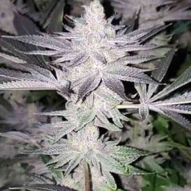 INHOUSE GENETICS - FROZEN GRAPES