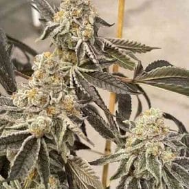 INHOUSE GENETICS - GARLIC SHERB S1