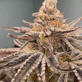INHOUSE GENETICS - GARLIC STORM