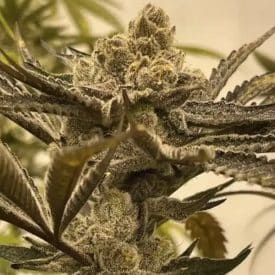 INHOUSE GENETICS - GLAZED PASTRIES