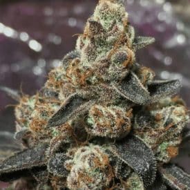 INHOUSE GENETICS - GORILLA DOSHA V2