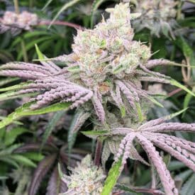 INHOUSE GENETICS - ICE CREAM CANDY