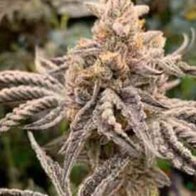 INHOUSE GENETICS - ICE CREAM KING