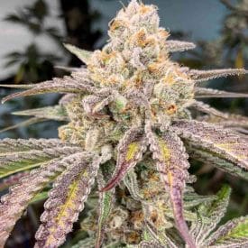 INHOUSE GENETICS - JELLY DRIP