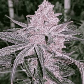 INHOUSE GENETICS - JELLY SICKLE