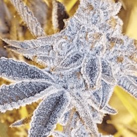 INHOUSE GENETICS - PLATINUM DOSI