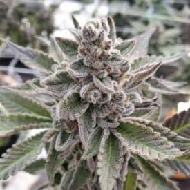 INHOUSE GENETICS - PLATINUM GARLIC