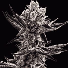 INHOUSE GENETICS - PLATINUM KUSH BREATH